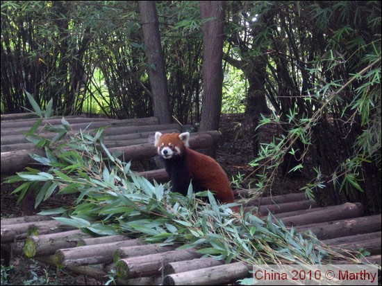 Rode panda in Chengdu